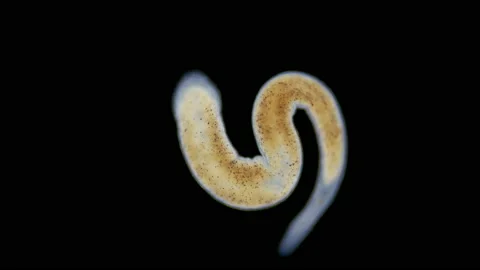 A flatworm of the Monocelididae family under a microscope Stock Footage 157957767