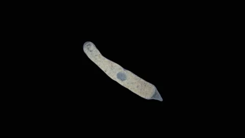 A flatworm of the Monocelididae family under a microscope Stock Footage 158010767