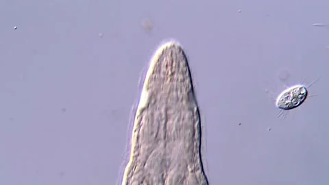 Flatworm in Motion Captured with High Magnification 库存影片 317210671