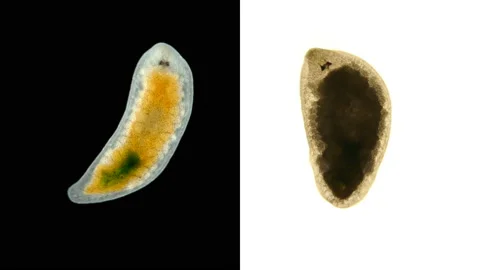 Phylum Platyhelminthes Stock Videos – Royalty-Free HD & 4K Videos