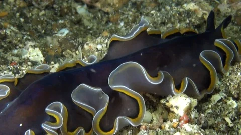 Flatworm (Pseudobiceros uniarborensis) on the sand  in Lembeh strait Vidéo 90270865