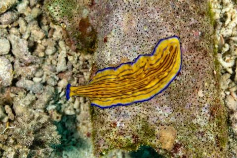 Flatworm, Pseudoceros gravieri, are a phylum of relatively simple bilaterian, Stock Photos