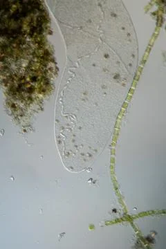 Flatworm swims Stock Photos