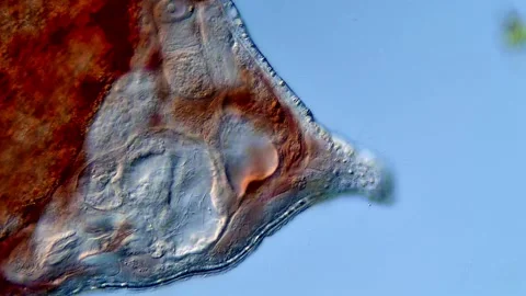 Flatworm tail under microscope view Vidéo 310654709