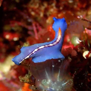 Flatworm on top of Tunicates Stock Photos