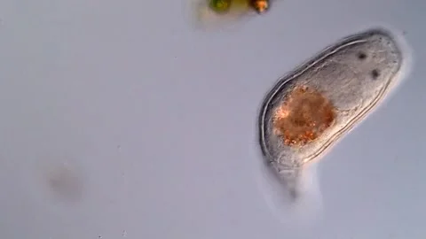 Flatworm Turbellarian (microscope 400x) Vidéo 310640065