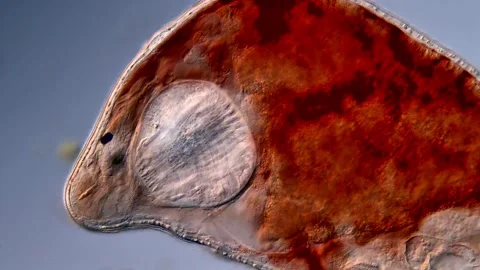 Flatworm Turbellarian under microscope 스톡 동영상 310653441