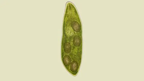 Flatworm Typhloplana sp. under a microscope, family Typhloplanidae, Rhabdit.. Fotos Stock