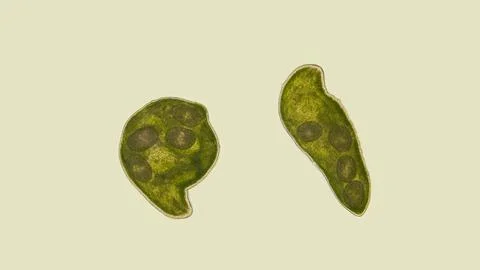 Flatworm Typhloplana sp. under a microscope, family Typhloplanidae, Rhabdit.. Fotos Stock