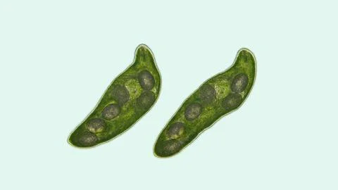 Flatworm Typhloplana sp. under a microscope, family Typhloplanidae, Rhabdit.. Fotos Stock