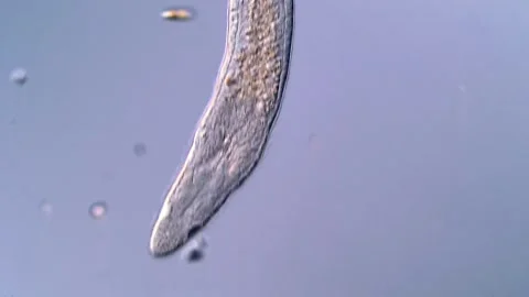 Flatworm under DIC microscope, 4K Video Vidéo 317171039