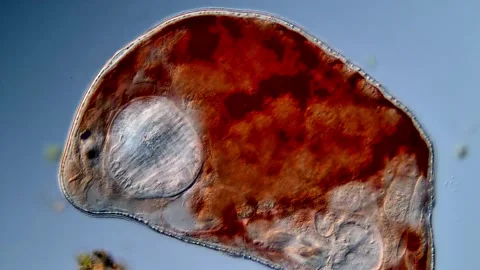 Flatworm under microscope 400x magnification 스톡 동영상 310653798