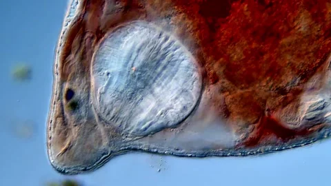 Flatworm under microscope, 400x magnification Vídeos de archivo 310654631