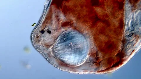 Flatworm under microscope, 400x magnification Vídeos de archivo 310657221