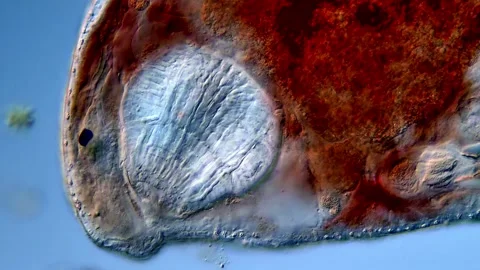 Flatworm under microscope 库存影片 310654783