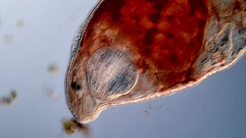 Flatworm under microscope Vídeos de archivo 310657074