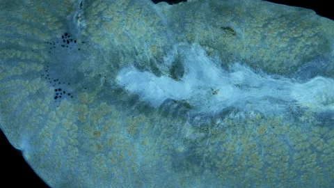 Flatworm under a microscope. order Polycladida.  Okhotsk Sea. Stock Footage 322770756