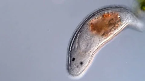 Flatworm under the microscope view Vidéo 310640126