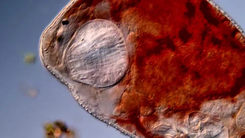 Flatworm under microscopy view 400x magnification Vidéo 310653525