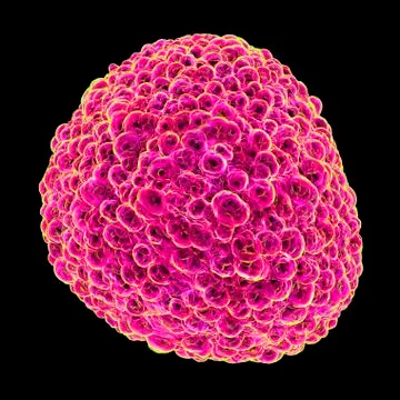 Flavivirus, artwork Stock Illustration