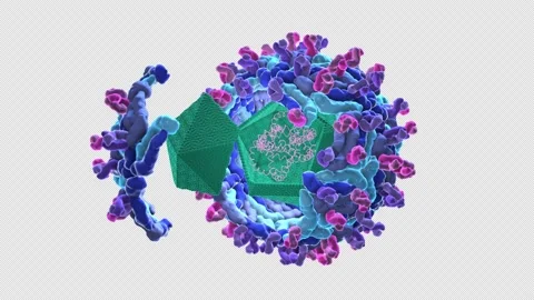 Flavivirus, West Nile virus structure, 3d animation Stock Footage 220956841