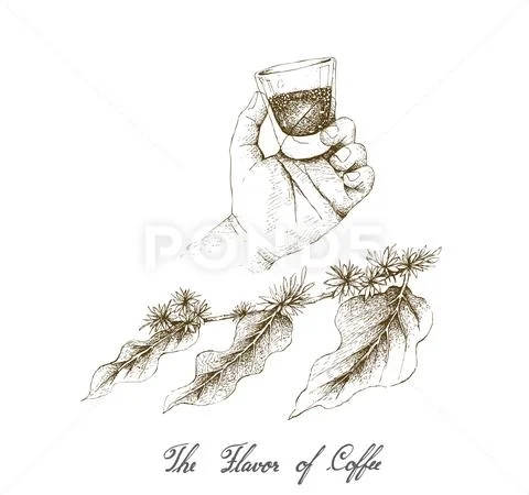 The Flavor of Coffee, Illustration Hand Drawn Sketch of Hand Holding A Shot o Stock Illustration