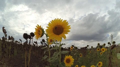 Flawer 스톡 동영상 94965582