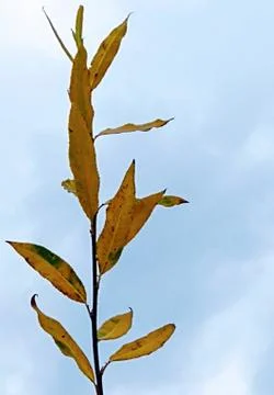 Flawlessly Stock Photos