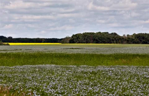 Flax Bloom Stock Photos