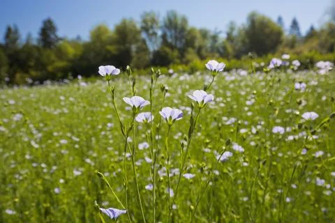 Flax in bloom 스톡 사진