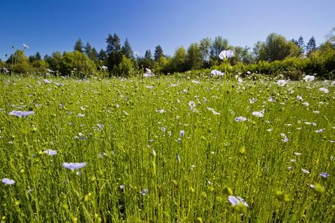 Flax in bloom 스톡 사진