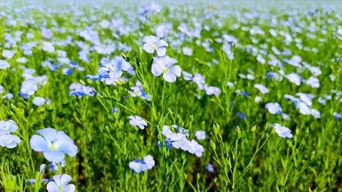 Flax blossom Stock Footage 244728863