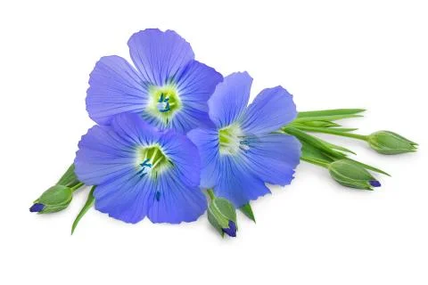 Flax blue flowers closeup isolated on white background Stock Photos