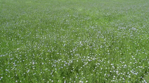 Flax Crop in Bloom Video stock 35876361