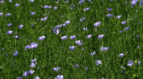 Flax Crop in Bloom Video stock 35876478