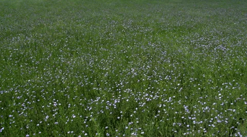 Flax Crop in Bloom Video stock 35877085