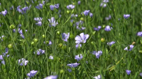 Flax Crop in Bloom Video stock 35877124