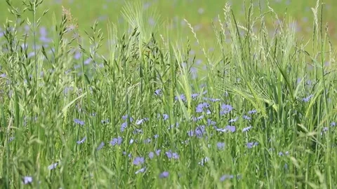 Flax crop blowing in the wind Video stock 132645388
