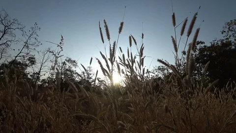 Flax farm in Slow motion Stock Footage 107478136