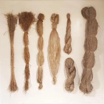 Flax fiber in various types of processing on a white wall Stock Photos
