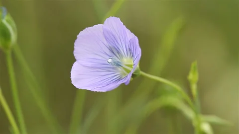 Flax field blooming: closeup flax flower Stock Footage 89622161
