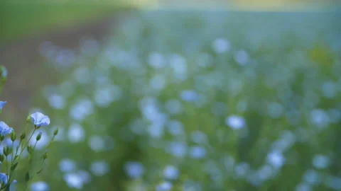 Flax field 스톡 동영상 157540360