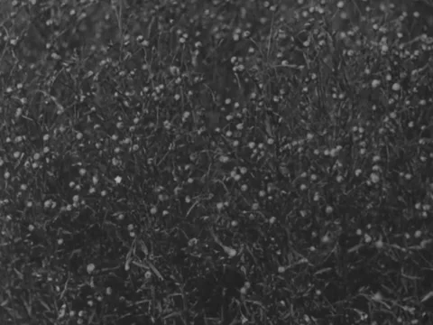 Flax field Stock Footage 228998742