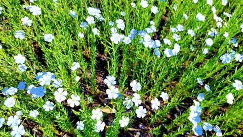 Flax field. Stock Footage 244738289