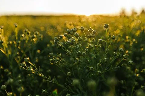 Flax Field at Sunset with Budding Plants Ready for Harvest Stock Photos