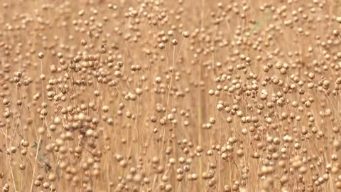 Flax fields at harvest time in August. Stock Footage 163632147