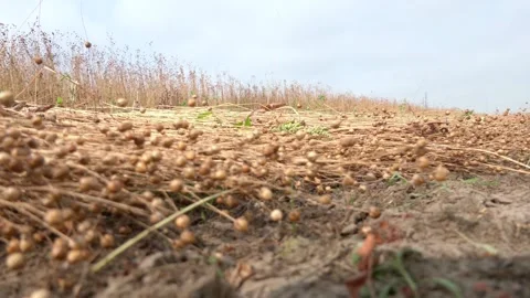 Flax fields at harvest time in August Video stock 163632303