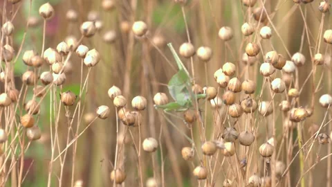 Flax fields at harvest time in August. Video stock 163632369