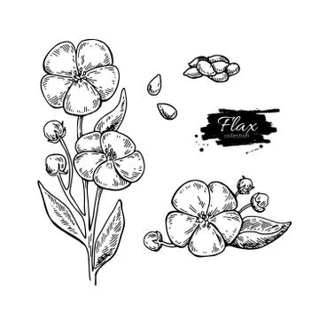 Flax flower and seed vector superfood drawing set. Isolated hand Stock Illustration