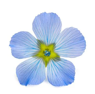 Flax Flower head Stock Photos